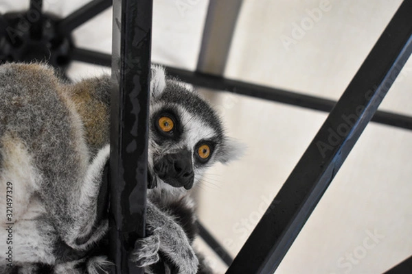 Obraz Lemur