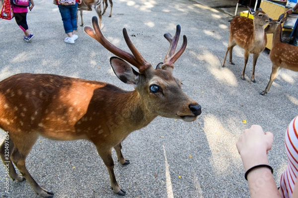 Obraz Blind Nara Deer