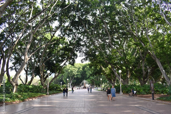 Obraz Sydney Tree Arch