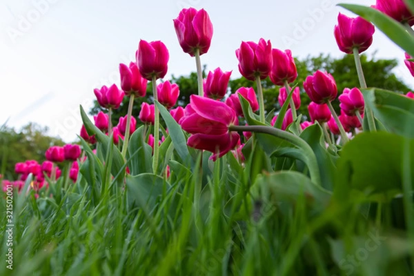 Fototapeta flowerbed with pink tulips in the foreground, bottom view.