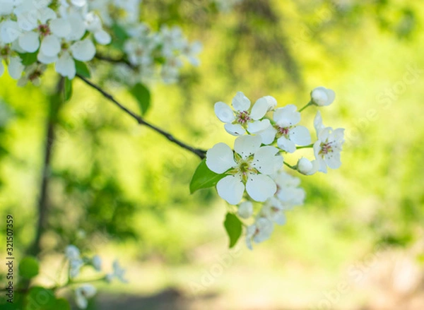 Obraz Beautiful blossom flowers on pear tree in early spring