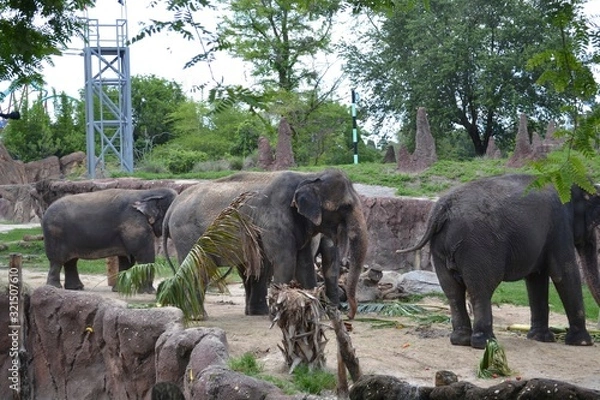 Obraz Elephants
