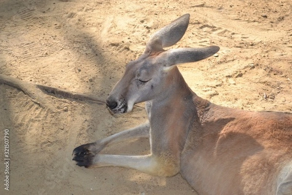 Obraz Tired Kangaroo