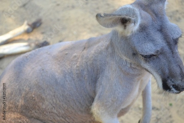 Obraz Sad Kangaroo