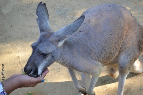 Obraz Feeding Kangaroo
