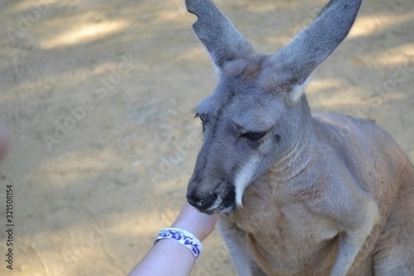 Obraz Hungry Kangaroo