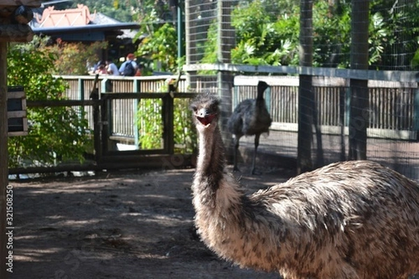 Obraz Emu