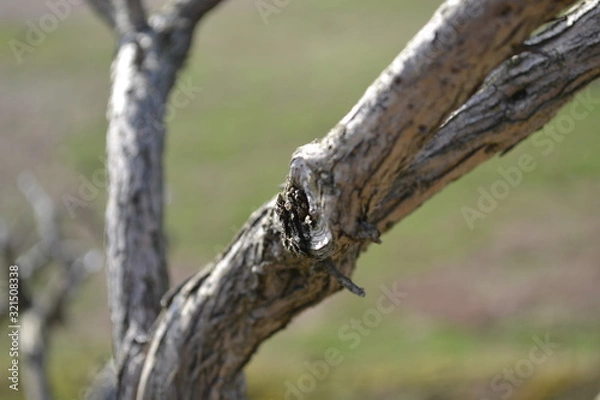 Obraz Close Up Branch