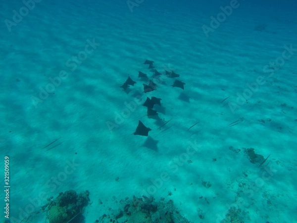 Obraz Mante Polinesia