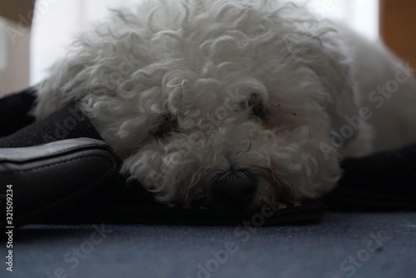 Obraz Bichon Frise Close Up