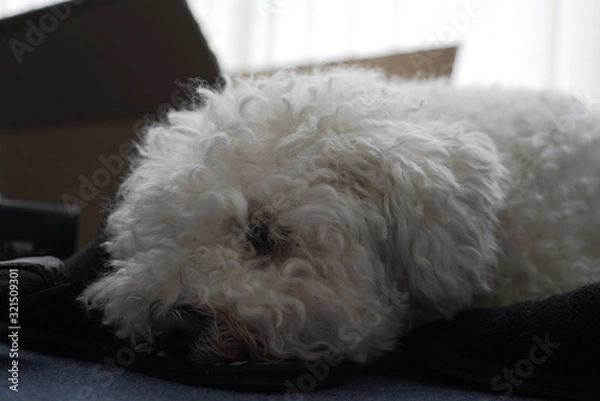 Obraz Bichon Frise Close Up