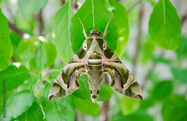 Obraz butterfly with Camouflage pattern on tree