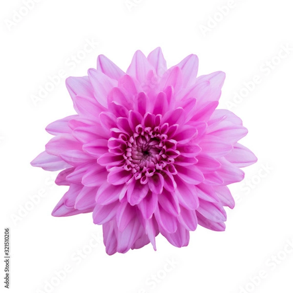 Fototapeta Pink flower chrysanthemum. Garden flower. white isolated background with clipping path.