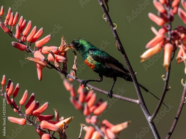 Fototapeta Beautiful Sunbird was enjoying the plentiful nectar of the Aloe vera flower. Lake Baringo, Kenya.