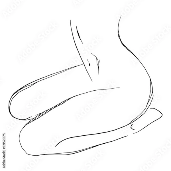 Obraz Women body. Vector illustration