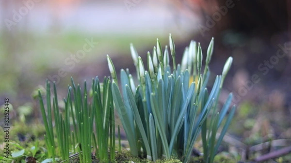 Obraz Anomalies of nature. Flowers in the winter. Russia Kaliningrad 02/06/2020
