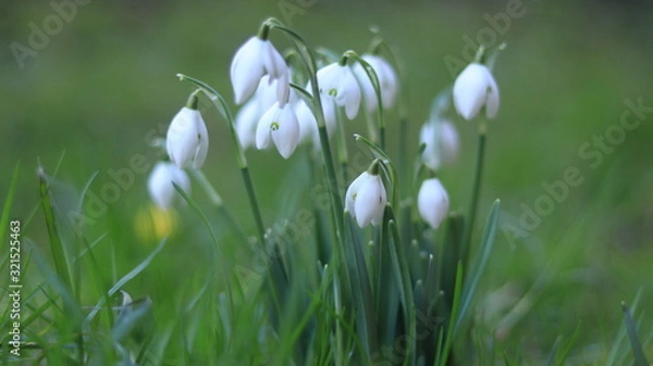Obraz  Anomalies of nature. Flowers in the winter. Russia Kaliningrad 02/06/2020