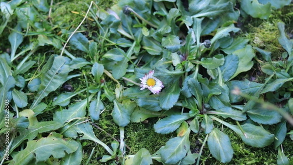 Obraz Anomalies of nature. Flowers in the winter. Russia Kaliningrad 02/06/2020