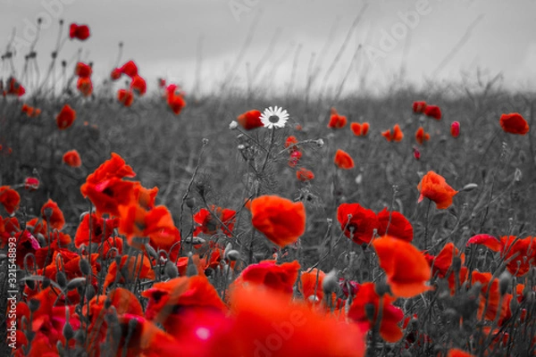 Fototapeta Mohnfeld 3 