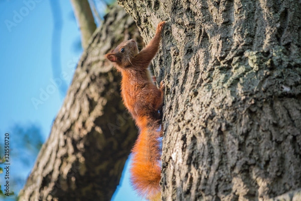 Fototapeta Eichhörnchen