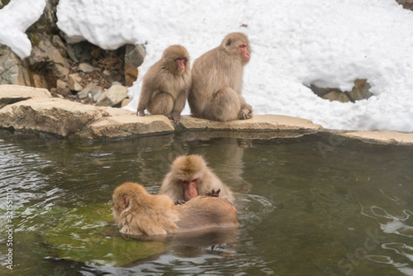 Fototapeta Japanese Snow Monkeys relaxing and bathing in the hot spring among the snowy mountain in Jigokudani Snow Monkey Park (JIgokudani-YaenKoen) at Nagano Japan on Feb. 2019.