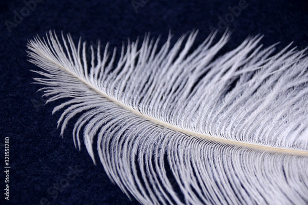 Obraz white fluffy ostrich feather lies on a blue background and sways