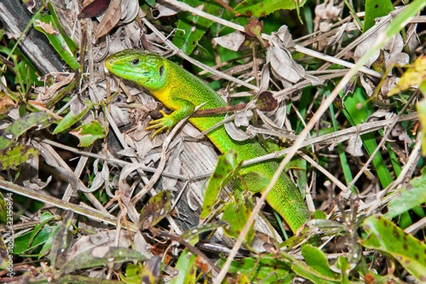 Obraz Green lizard