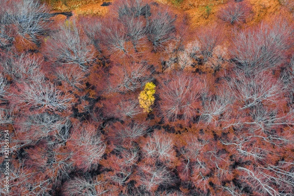 Obraz Lonely yellow tree in the forest seen from above. Aerial shot drone of a forest in the autumn season