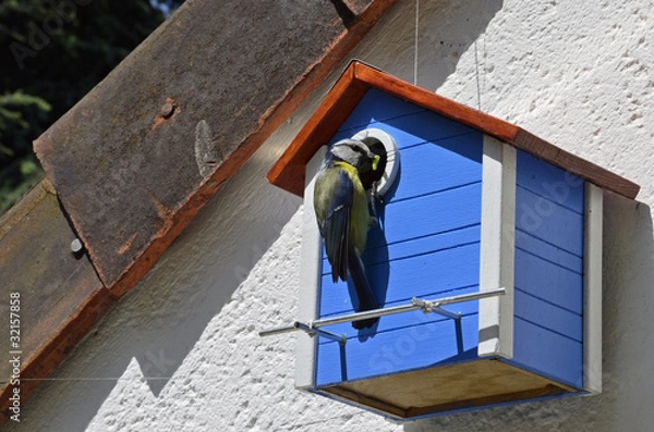 Obraz Mésange bleue avec chenille