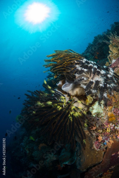 Obraz Reefscape with feather stars