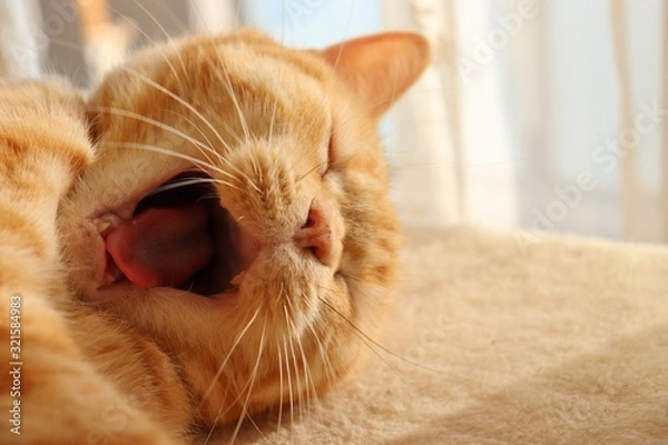 Obraz キュートなあくび猫アメリカンショートヘアー