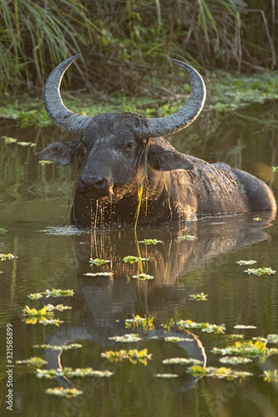 Fototapeta Water Buffalo