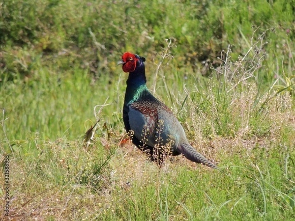 Fototapeta 見張る