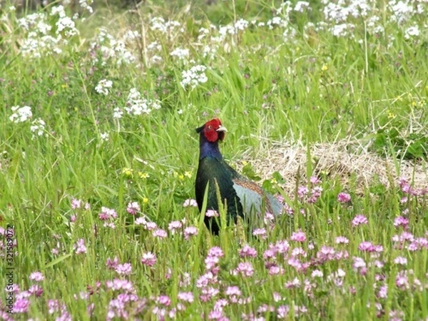 Obraz 雉の美男子