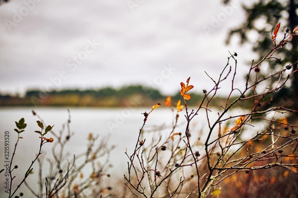 Obraz Twigs and Foliage in Autumn Color on a Cloudy Day near the Ocean on Vancouver Island