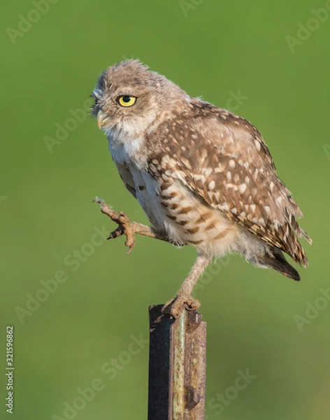 Fototapeta Burrowing Owl