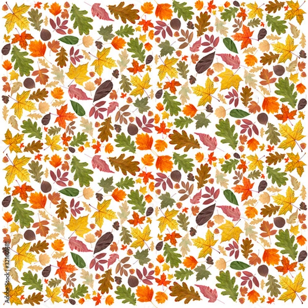 Fototapeta Autumn background. Collage of dry autumn leaves on a white background