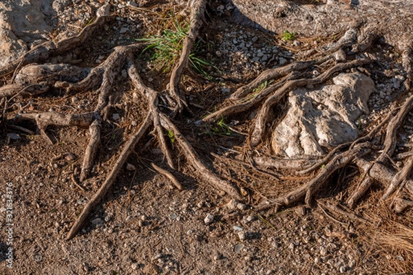 Fototapeta Pine tree roots close up on sunlight, selective focus on roots