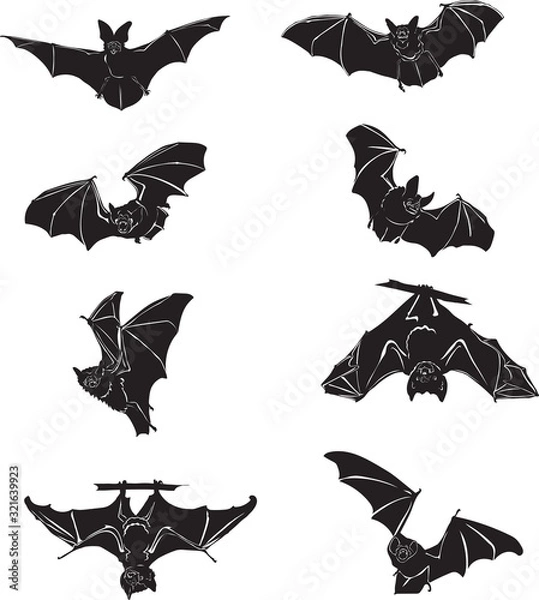 Fototapeta Bat, bat in flight, in motion, in different positions, illustration, black and white
