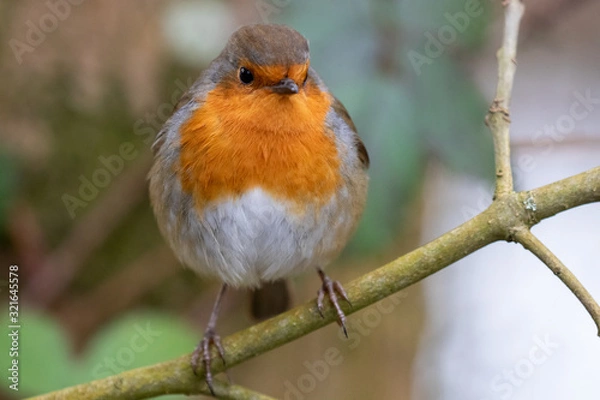 Fototapeta Robin