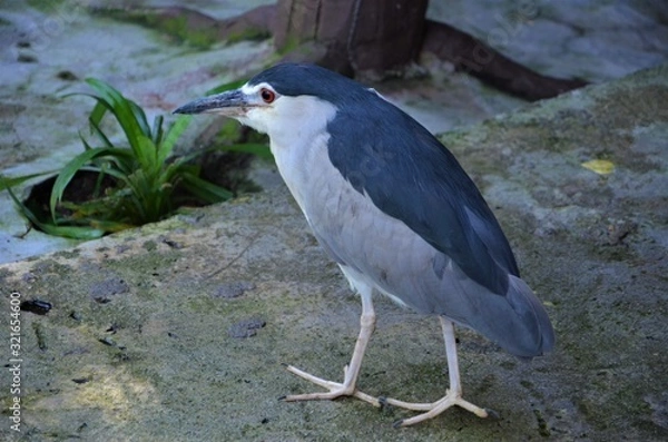 Obraz Nycticorax