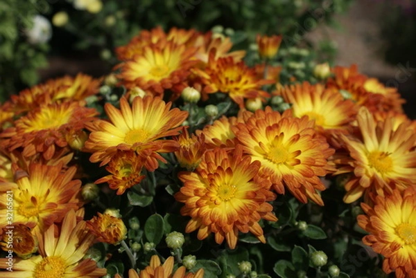 Obraz Chrysanthemums