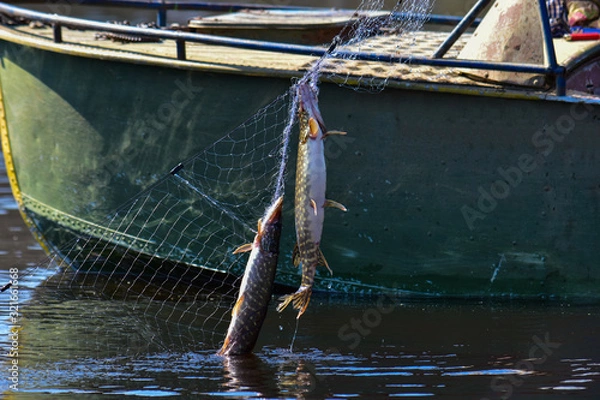Fototapeta Fisherman picks up a net with fish from the water