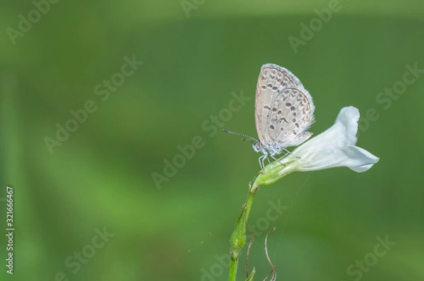 Obraz butterfly on a leaf