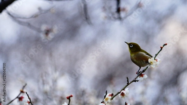 Obraz メジロと梅の木