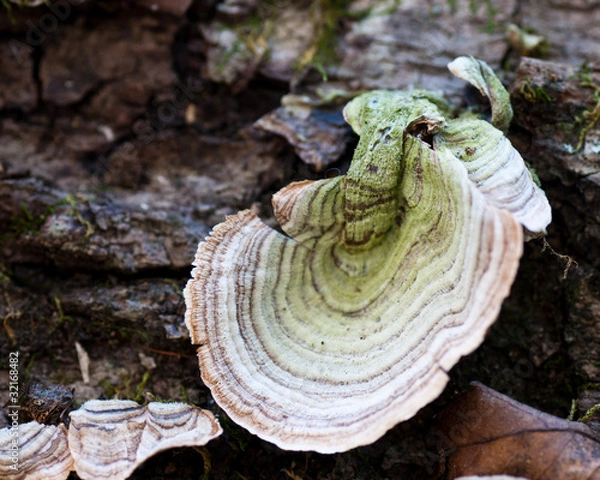 Obraz Fungus in the forest