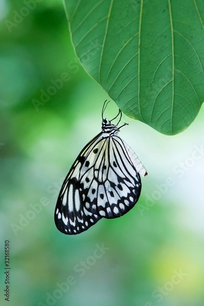 Obraz Black and white and green