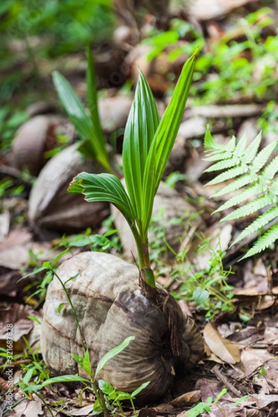 Obraz Sprout of coconut tree, green tender leafs