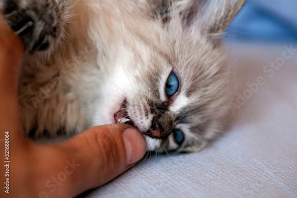 Fototapeta Cat playing on a black background