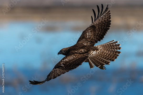 Obraz Red-tailed hawk in flight hawks flying